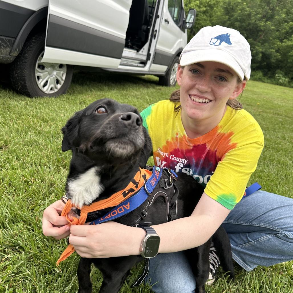 Sable, Adoptable, Adult Female Black Labrador Retriever & Border Collie.