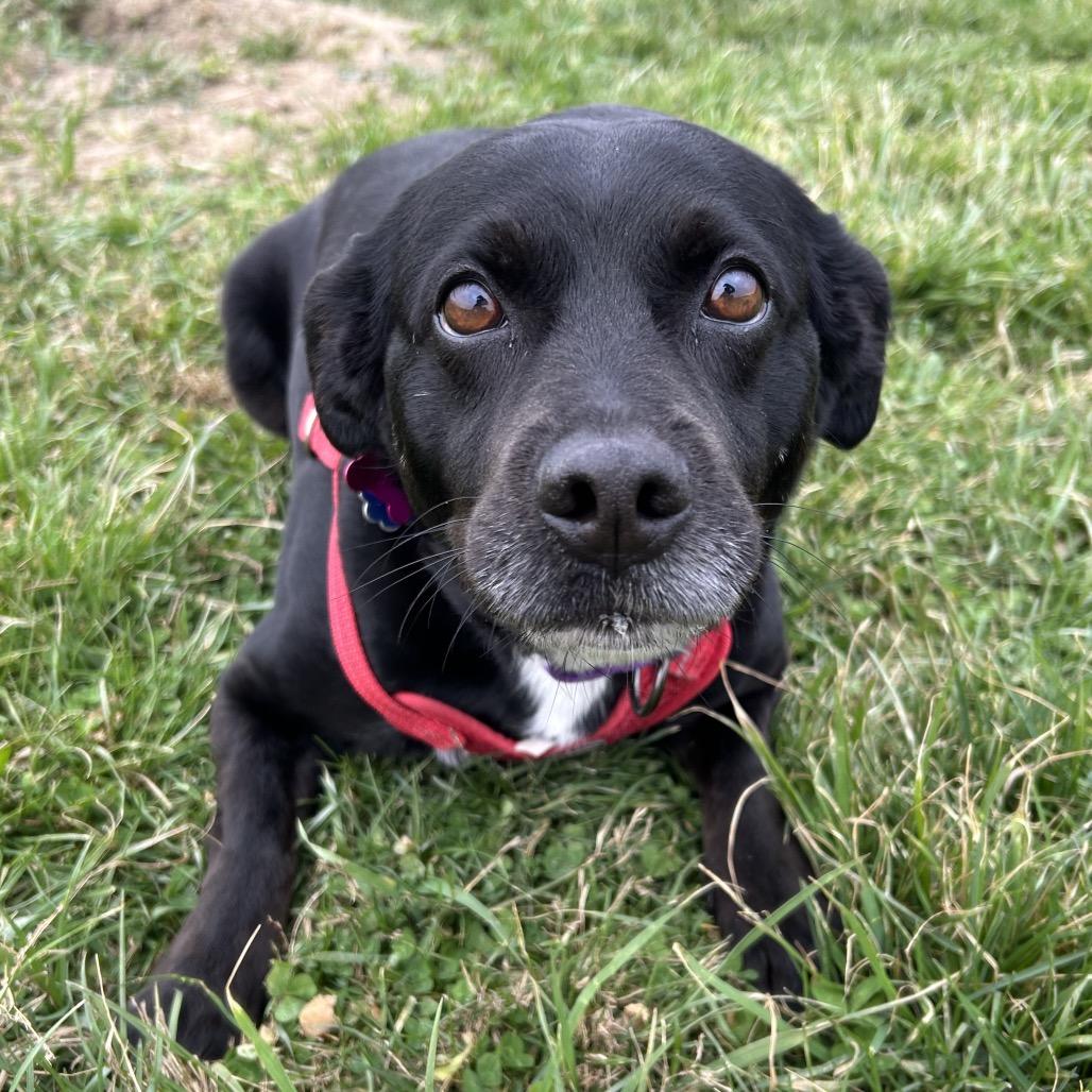 Sable, Adoptable, Adult Female Black Labrador Retriever & Border Collie.