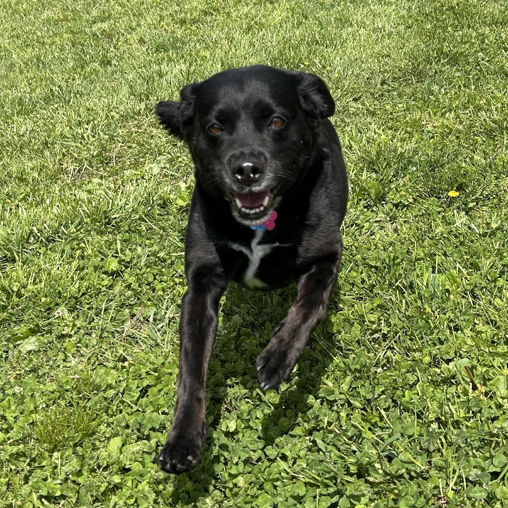 Enlarge Sable, a Adoptable mixed breed in Marion, VA image 2/6