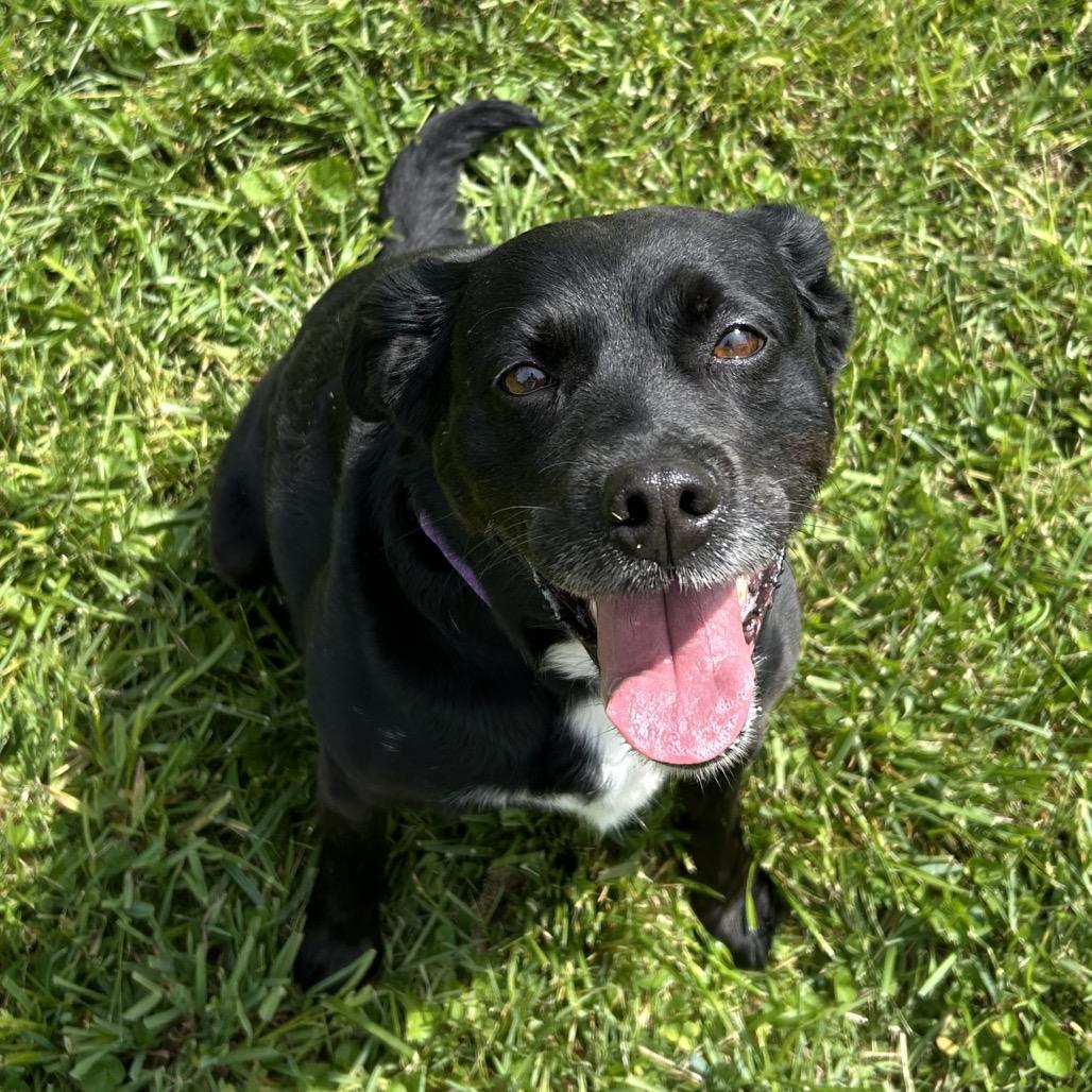 Sable, a Adoptable mixed breed in Marion, VA image 1/6