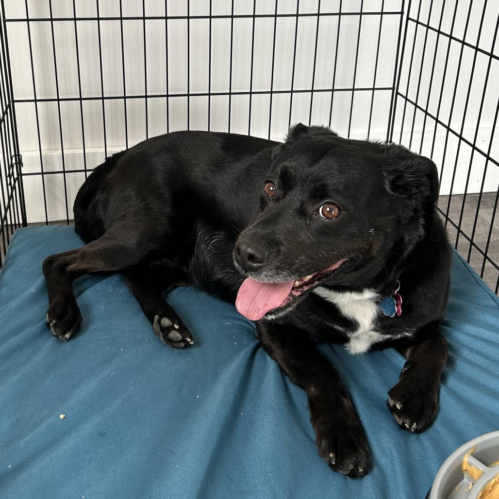 Enlarge Sable, a Adoptable mixed breed in Marion, VA image 3/6