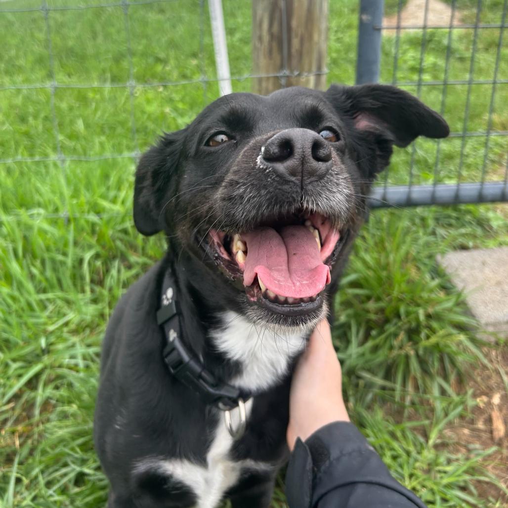 Enlarge Sable, a Adoptable mixed breed in Marion, VA image 4/6