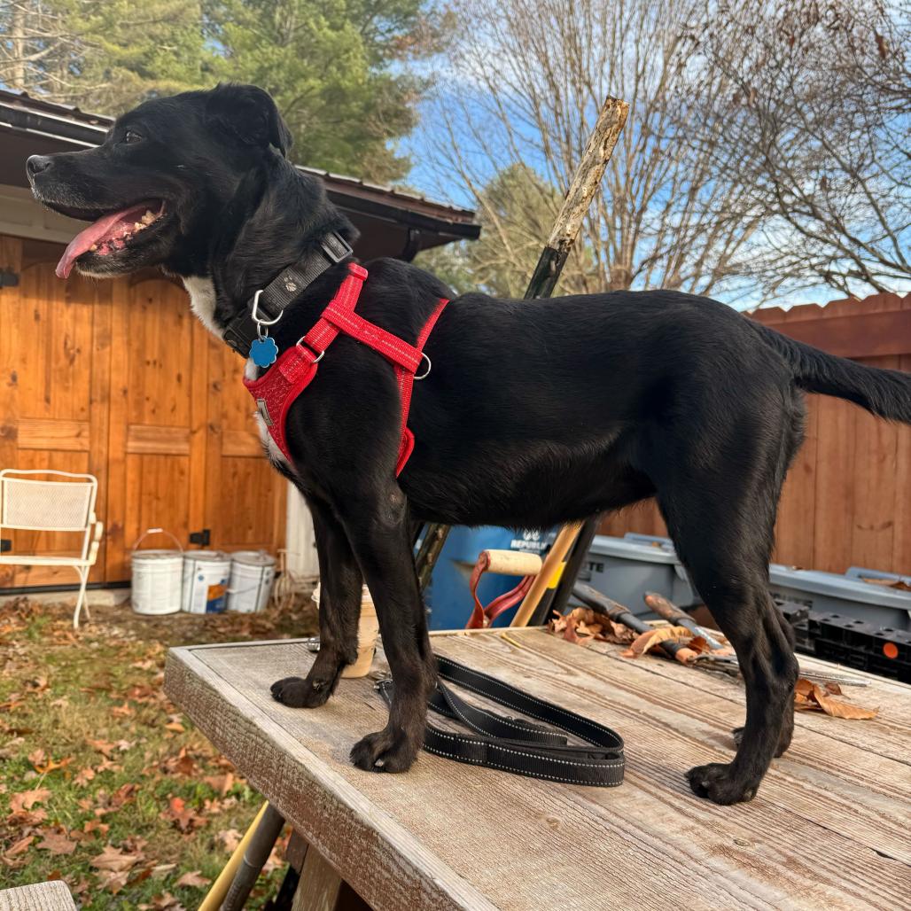 Enlarge Sable, a Adoptable mixed breed in Marion, VA image 3/6