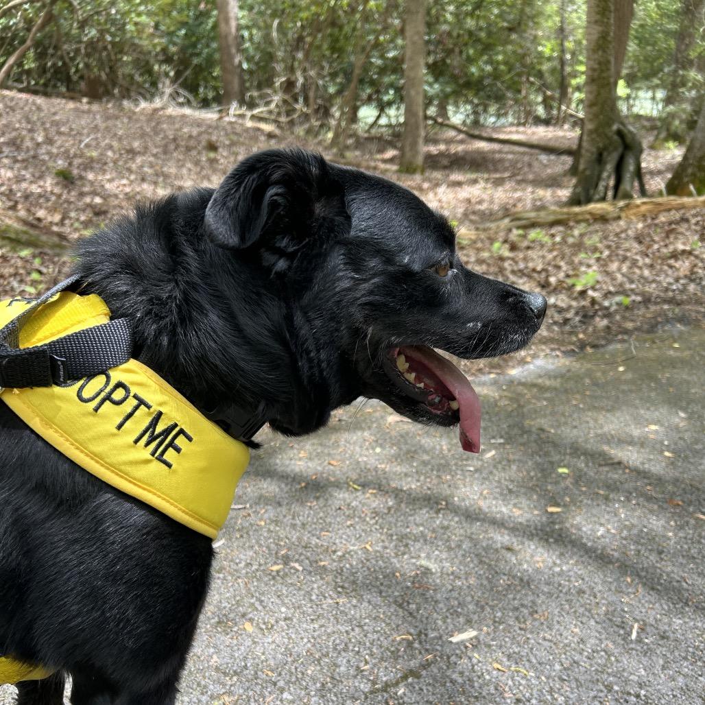 Enlarge Sable, a Adoptable mixed breed in Marion, VA image 4/6