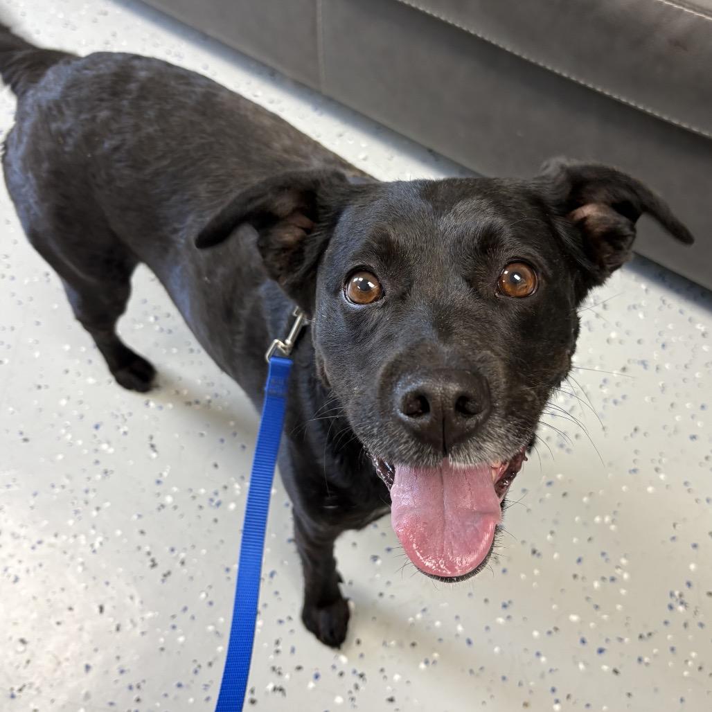 Enlarge Sable, a Adoptable mixed breed in Marion, VA image 6/6