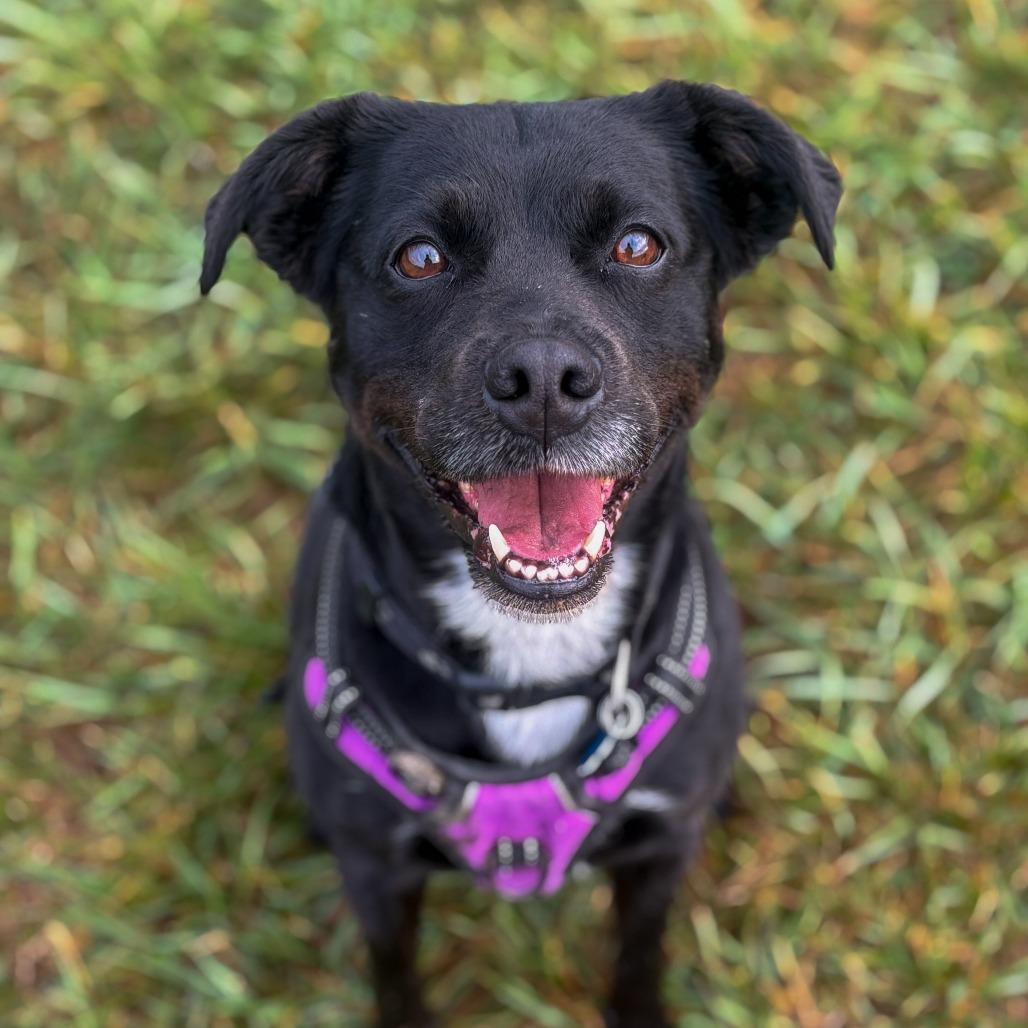 Enlarge Sable, a Adoptable mixed breed in Marion, VA image 5/6