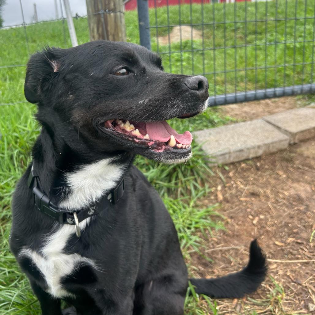 Sable, a Adoptable mixed breed in Marion, VA image 6/6