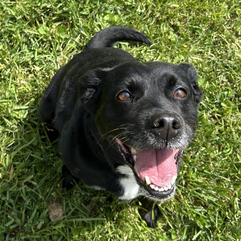 Enlarge Sable, a Adoptable mixed breed in Marion, VA image 6/6