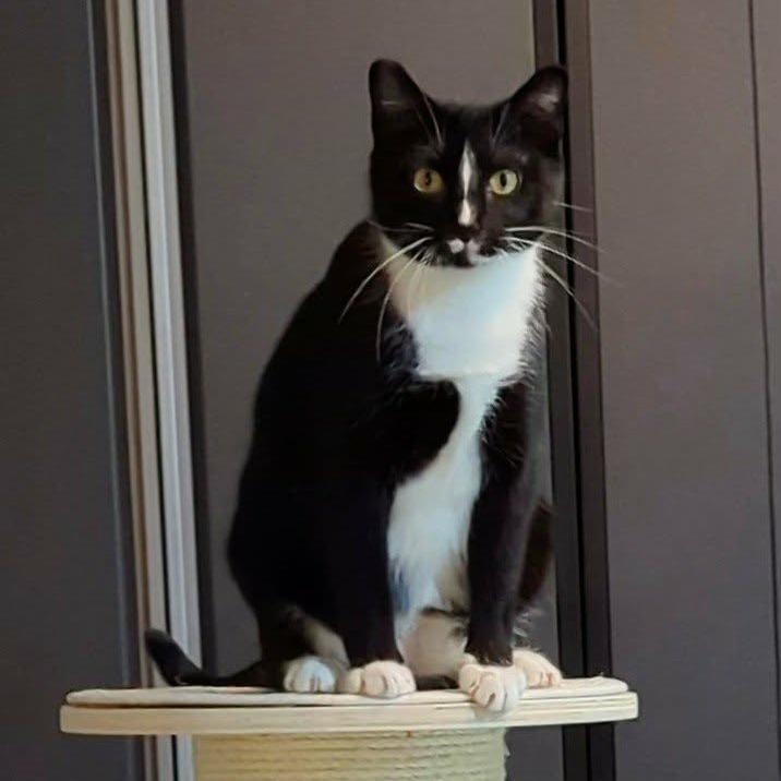 Enlarge Charli, a Adoptable Domestic Short Hair in Sioux Falls, SD image 1/3