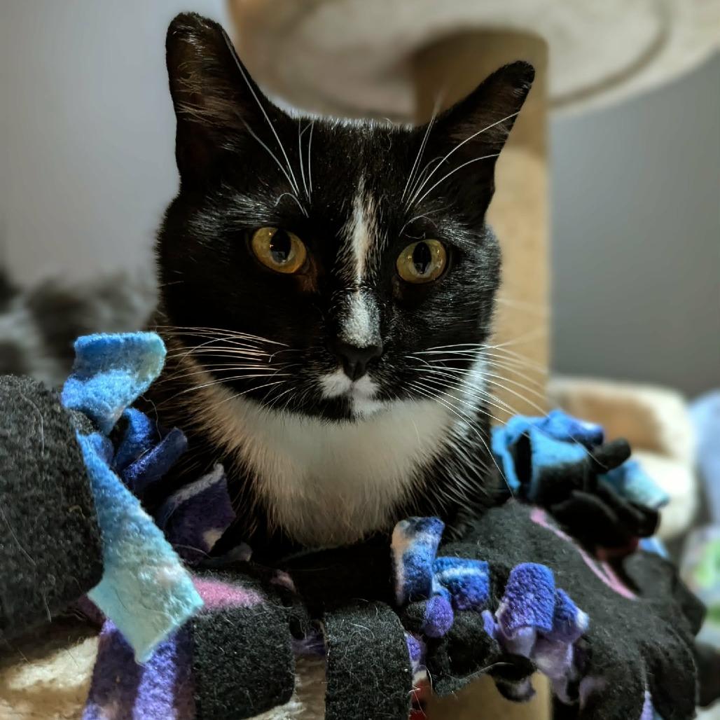 Enlarge Charli, a Adoptable Domestic Short Hair in Sioux Falls, SD image 2/3