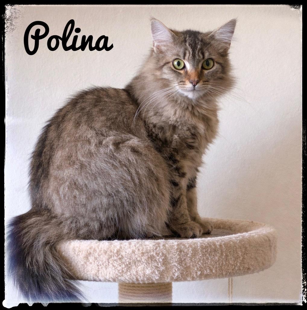 Enlarge Polina, a Adoptable Domestic Medium Hair in El Cajon, CA image 1/1