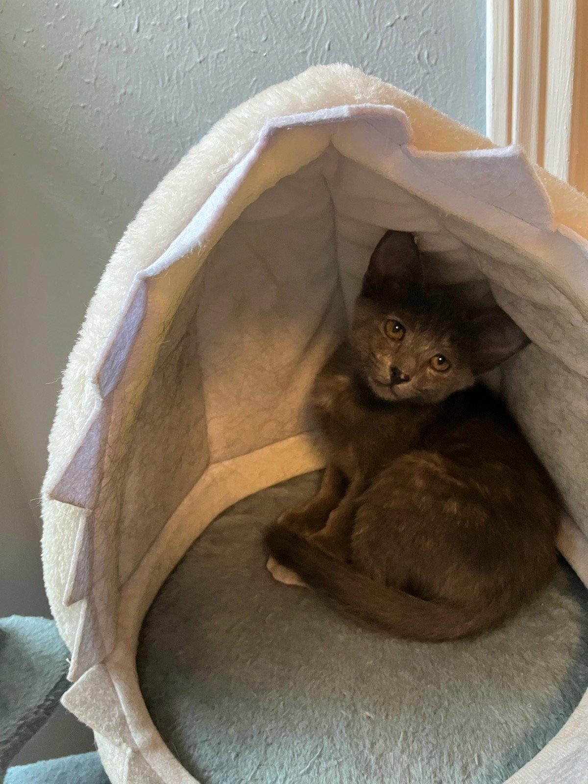 Astrid, Adoptable, Young Female Dilute Tortoiseshell.