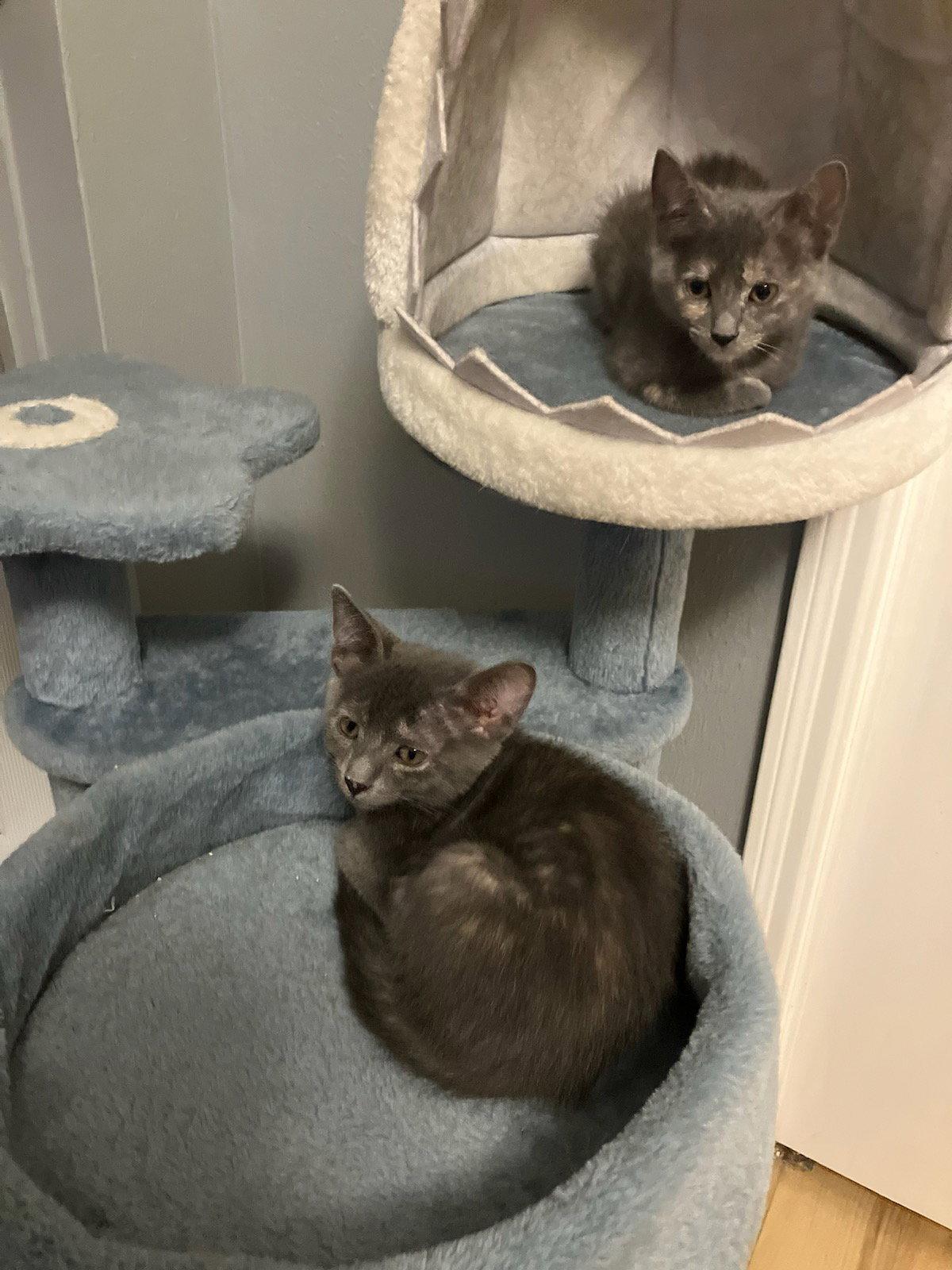 Astrid, Adoptable, Young Female Dilute Tortoiseshell.