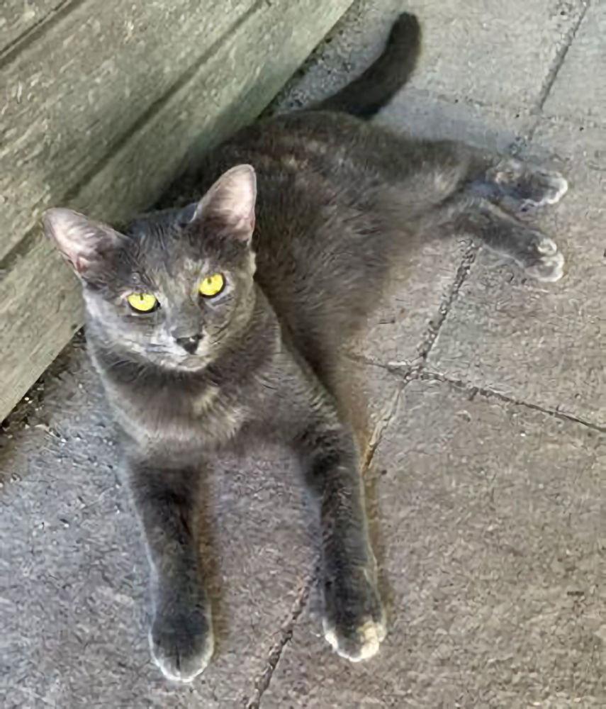 Enlarge Astrid, a Adoptable Dilute Tortoiseshell in Houston, TX image 2/3