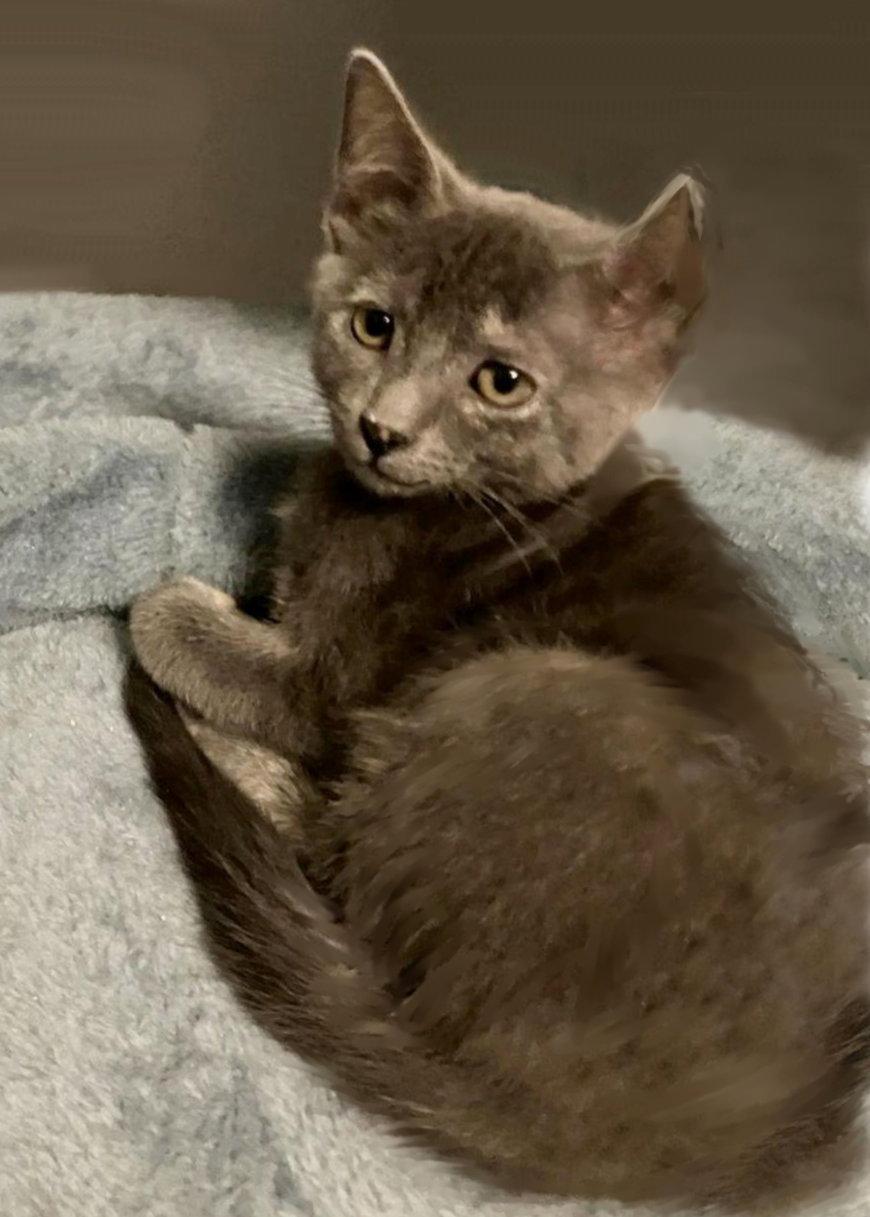 Enlarge Astrid, a Adoptable Dilute Tortoiseshell in Houston, TX image 2/2