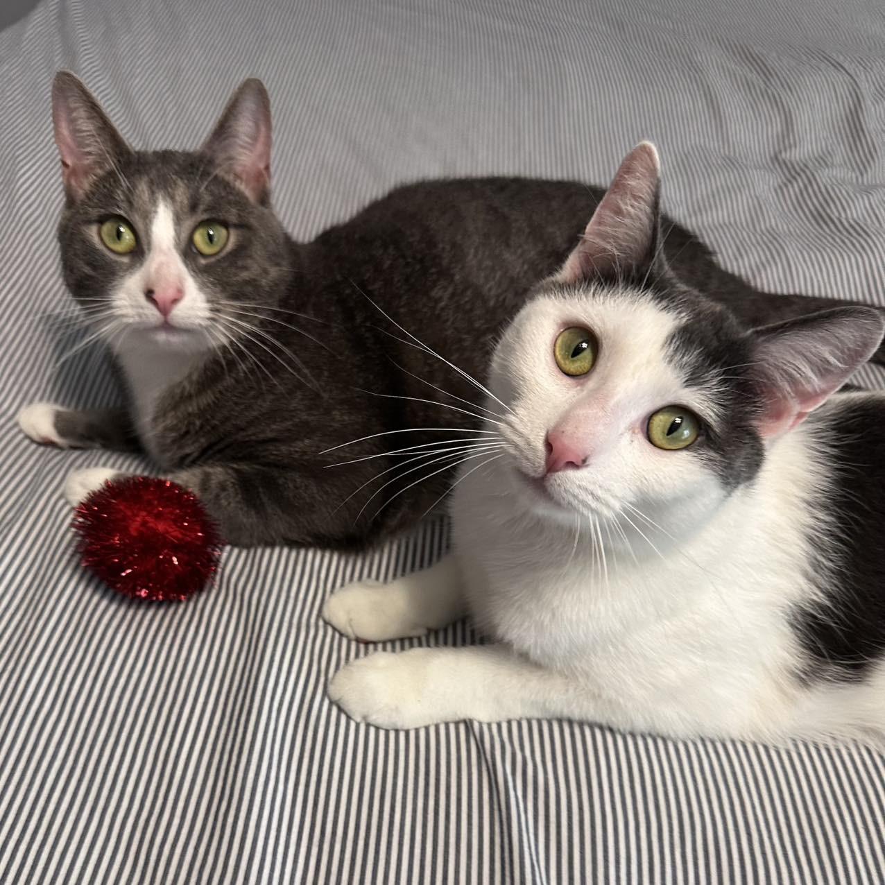 Hall and Recess, adopted, Adult Male Domestic Short Hair.