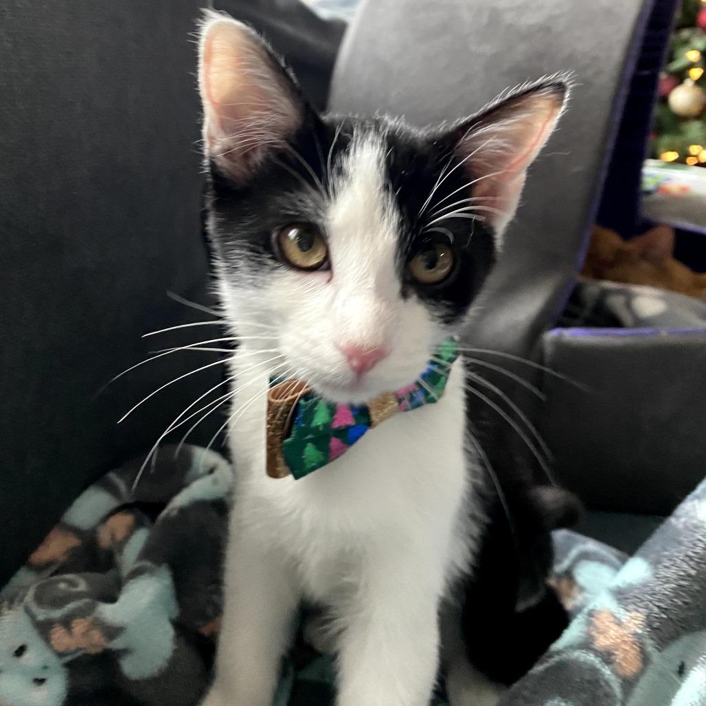 Enlarge Jack Jack, a Adoptable Domestic Short Hair in Fort Worth, TX image 1/4