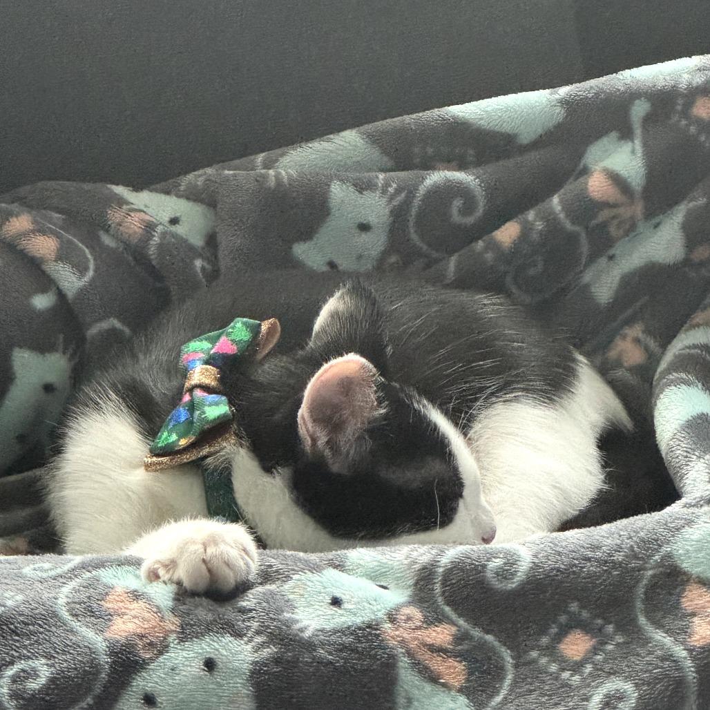 Enlarge Jack Jack, a Adoptable Domestic Short Hair in Fort Worth, TX image 2/4