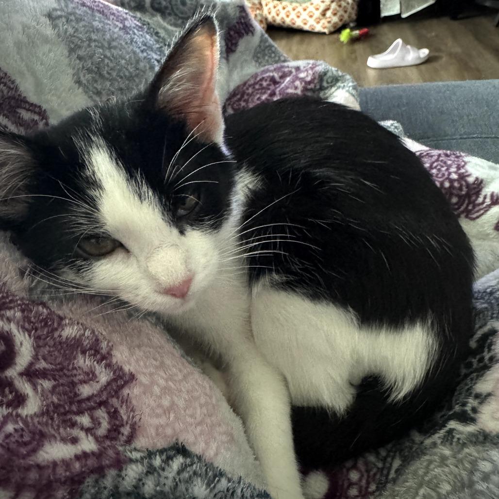 Enlarge Jack Jack, a Adoptable Domestic Short Hair in Fort Worth, TX image 3/4