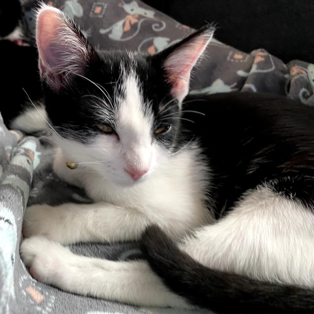 Enlarge Jack Jack, a Adoptable Domestic Short Hair in Fort Worth, TX image 4/4