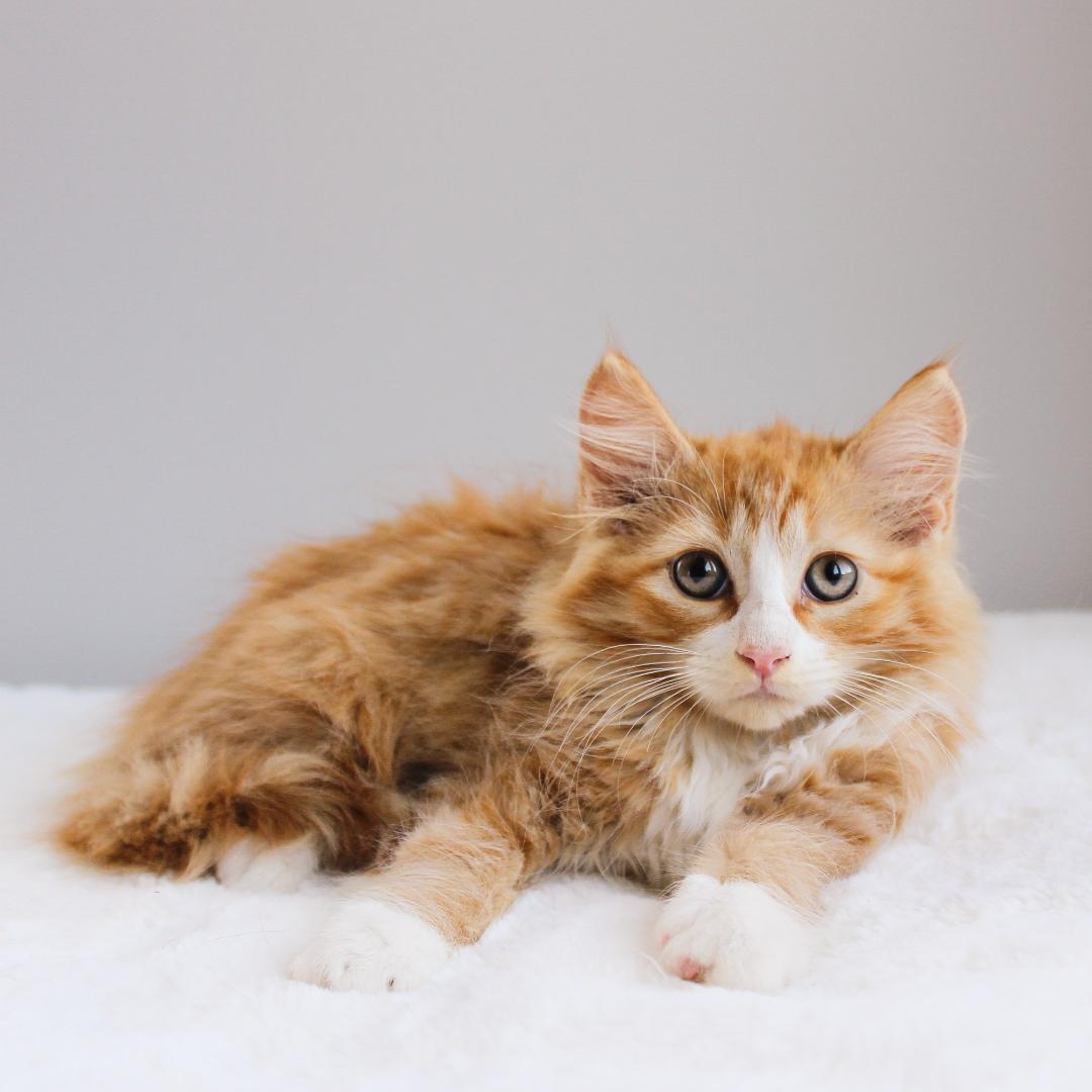 Enlarge Zion, an adopted Domestic Long Hair in Wayne, NJ image 2/3