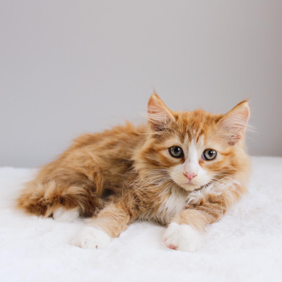Enlarge Zion, an adopted Domestic Long Hair in Wayne, NJ image 1/3