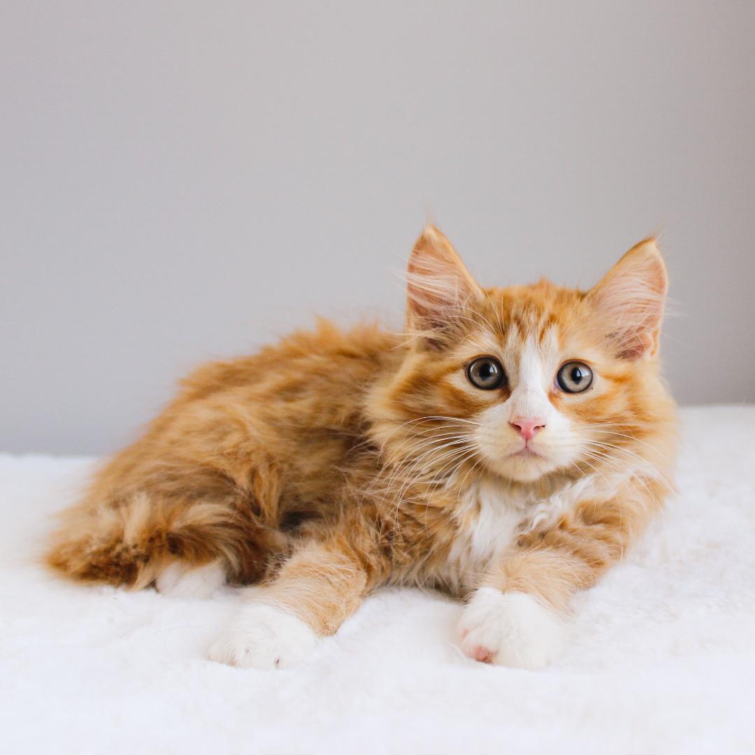 Enlarge Zion, an adopted Domestic Long Hair in Wayne, NJ image 3/3