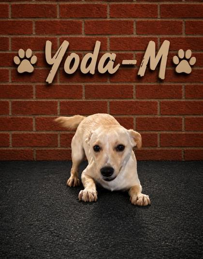 Yoda, Adoptable, Adult Male Mixed Breed & Mixed Breed.