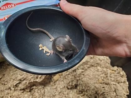 Pepper, Adoptable, Young Female Mouse & Mouse.