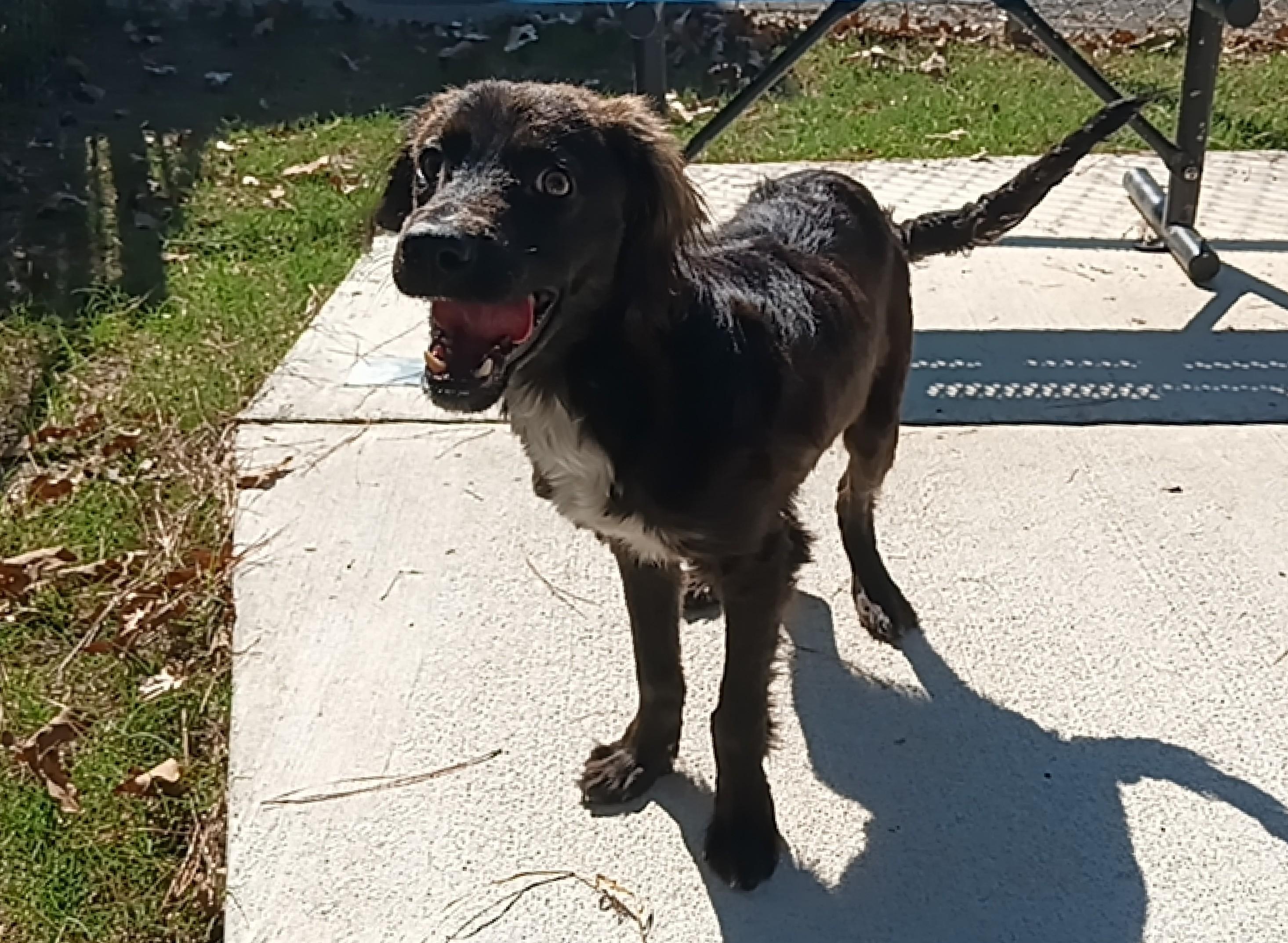 Jake, Adoptable, Adult Male Mixed Breed.