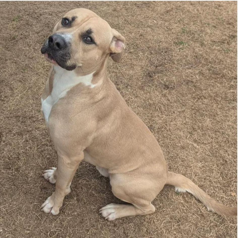 CHARLEY  Available NOW - ADOPTION or RESCUE!, Adoptable, Young Male Mixed Breed.