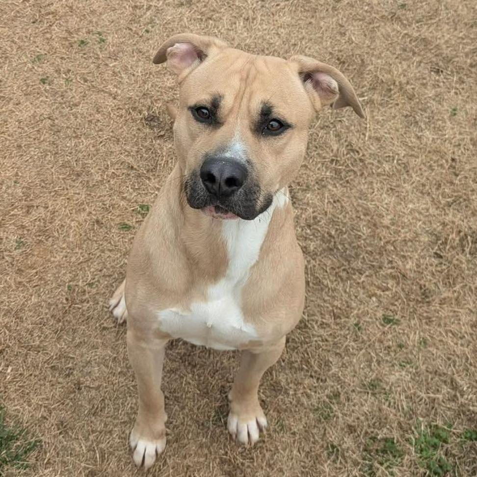 Enlarge CHARLEY  Available NOW - ADOPTION or RESCUE!, a Adoptable Mixed Breed in Nashville, NC image 2/2