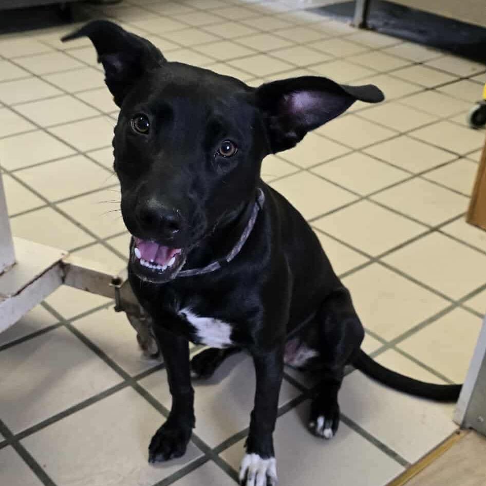 Mable Rez AZ PDR/Nyx, a Adoptable Mixed Breed in Las Vegas, NV image 1/2