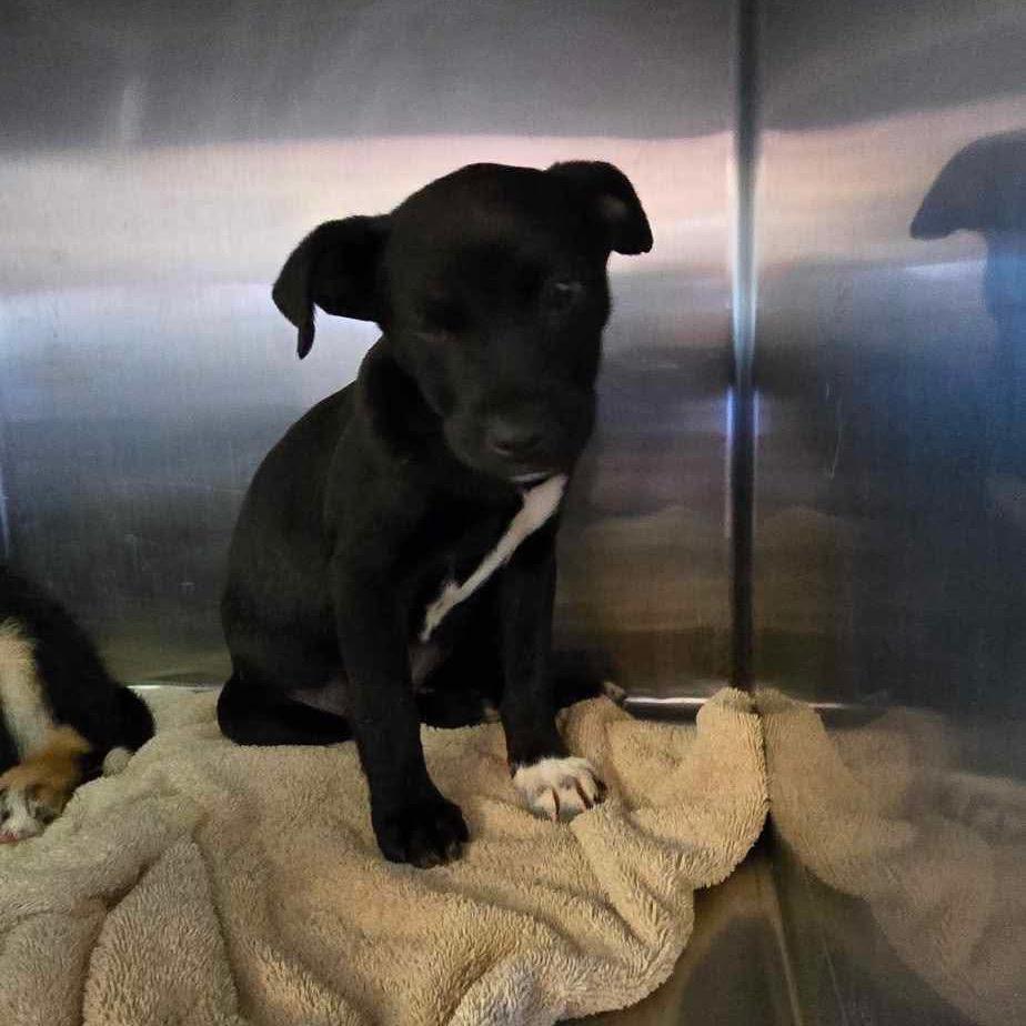 Mable Rez AZ PDR/Nyx, a Adoptable Mixed Breed in Las Vegas, NV image 2/2