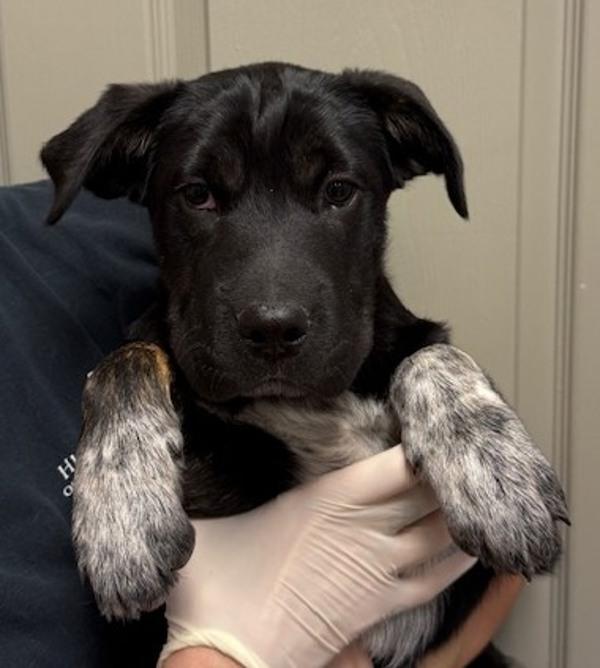 Bumble Bee, Adoptable, Puppy Female Shar-Pei & Australian Cattle Dog / Blue Heeler.