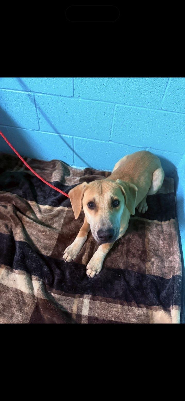 Waffle, ADOPTABLE, Adult Male Mixed Breed.