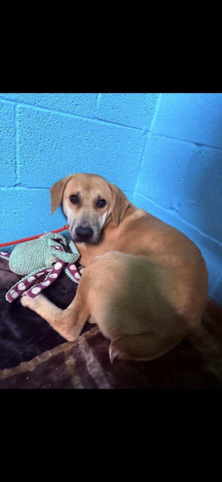 Waffle, a ADOPTABLE Mixed Breed in Sunbright, TN image 2/2