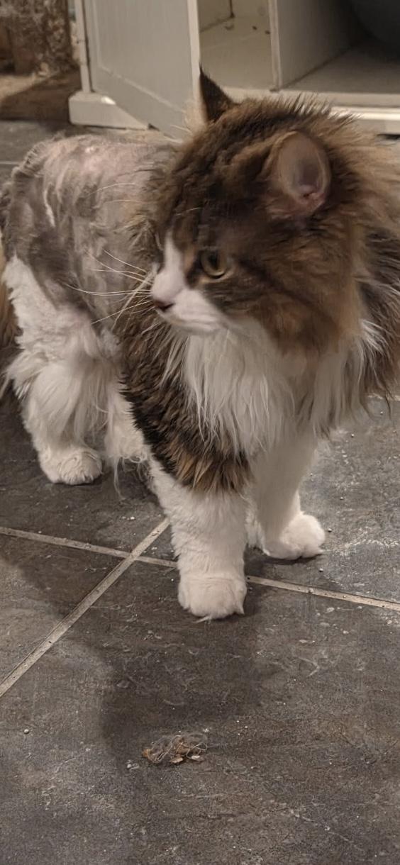 Enlarge Frappe, a ADOPTABLE Tabby in Syracuse, NY image 4/4