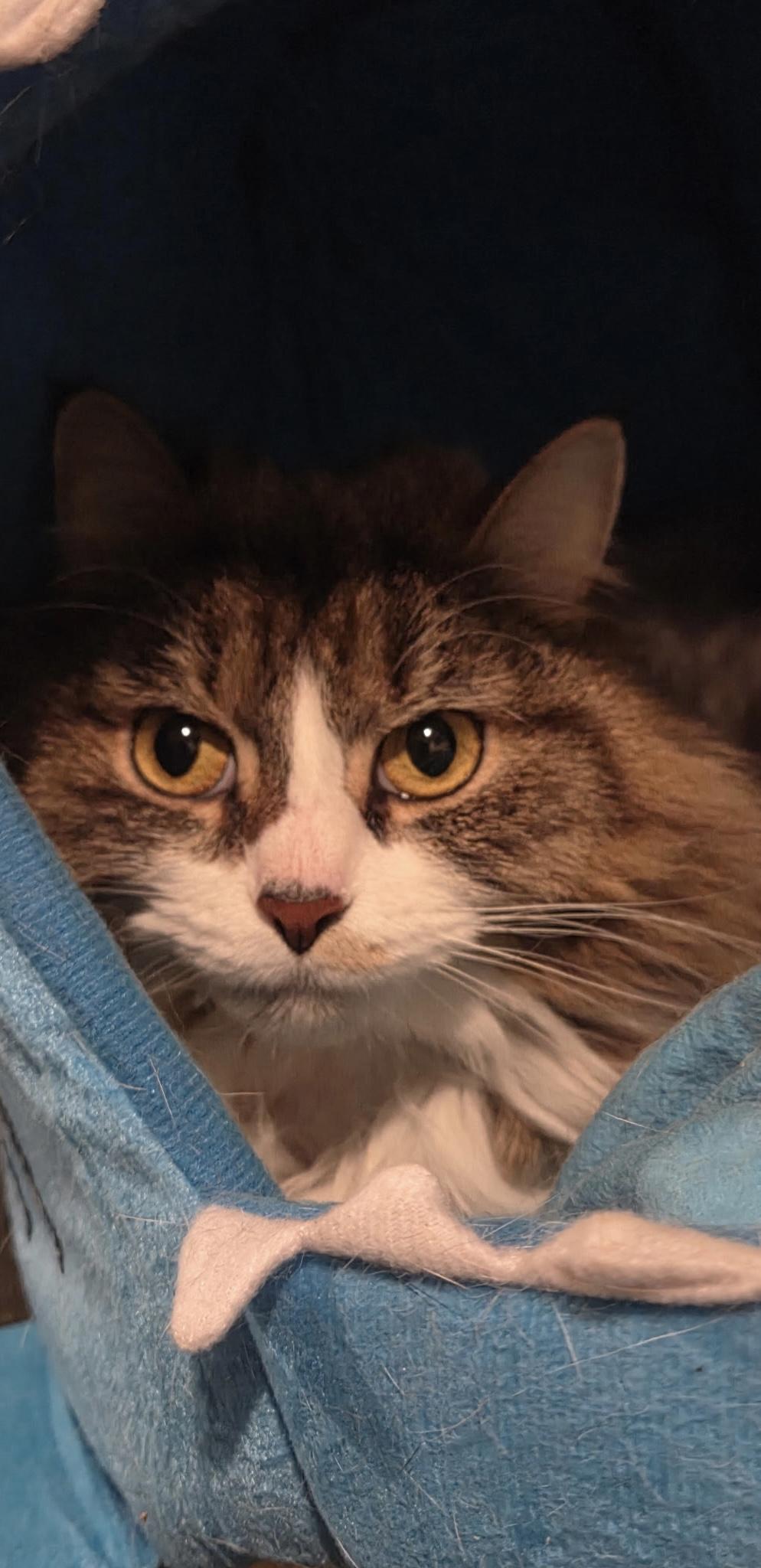 Enlarge Frappe, a ADOPTABLE Tabby in Syracuse, NY image 1/4