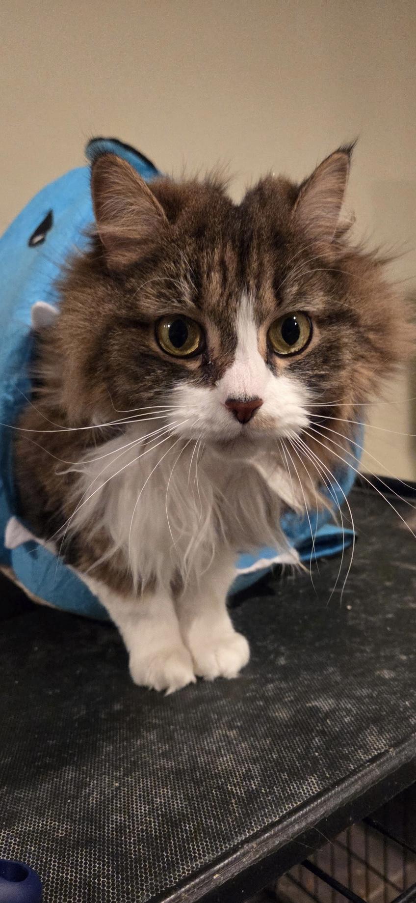 Enlarge Frappe, a ADOPTABLE Tabby in Syracuse, NY image 3/4