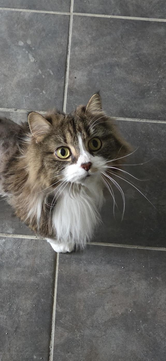 Enlarge Frappe, a ADOPTABLE Tabby in Syracuse, NY image 2/4