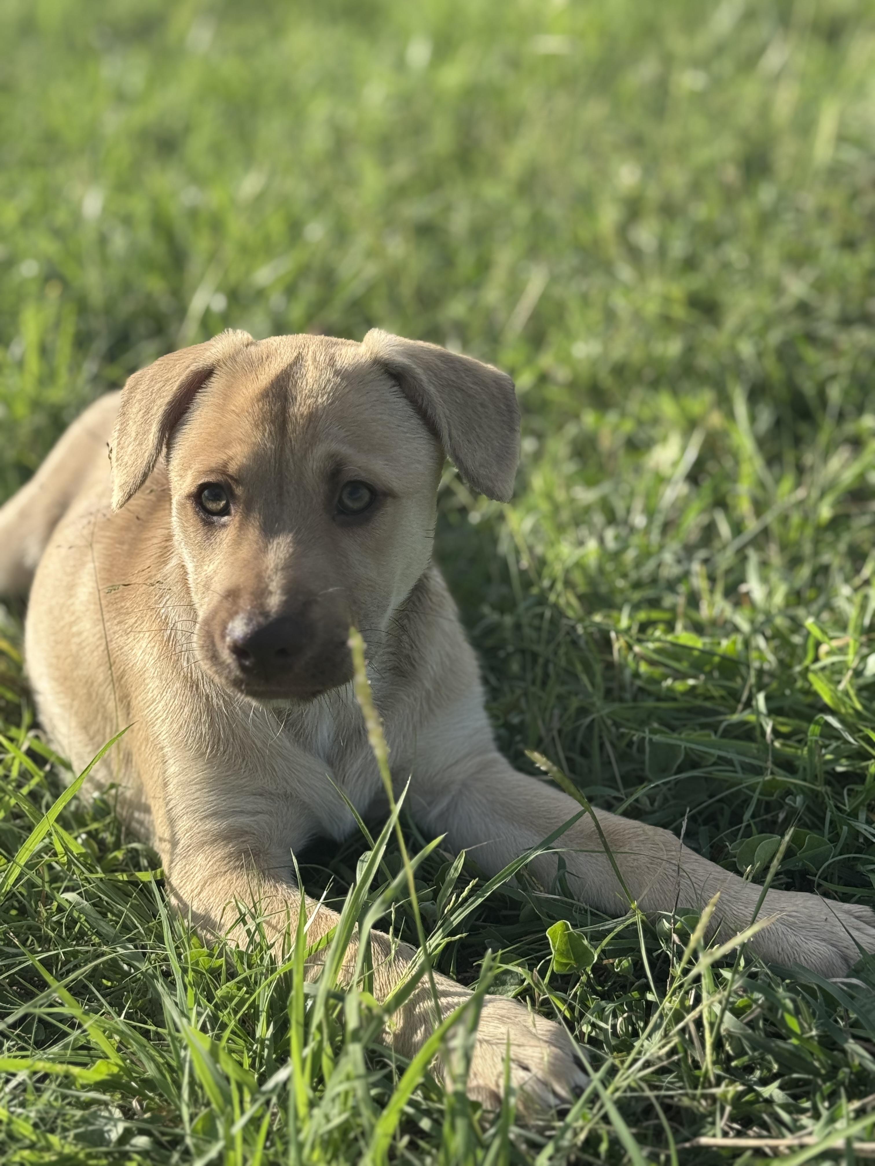 Enlarge Cricket, a Adopted mixed breed in Bastrop, TX image 3/6