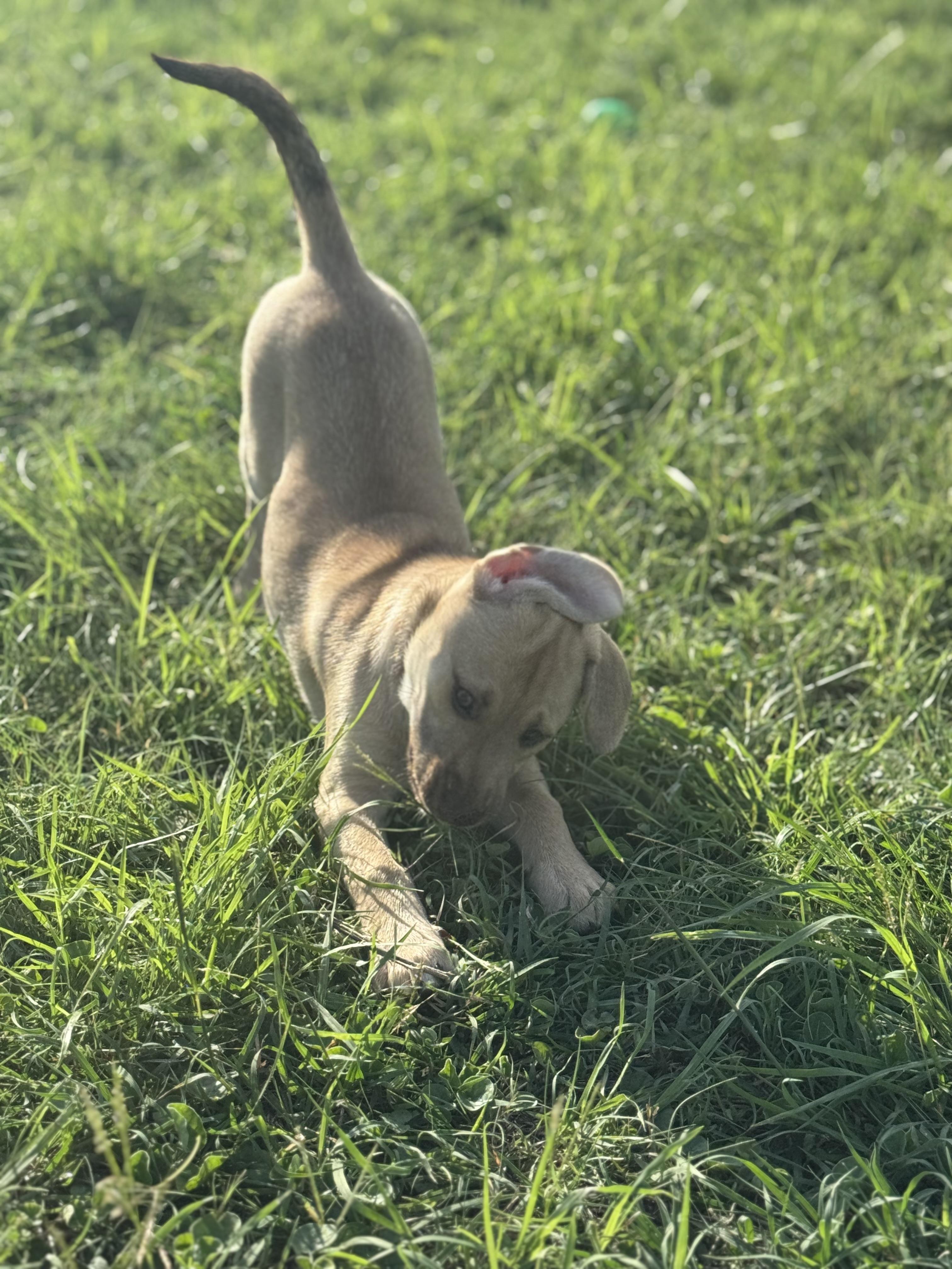 Enlarge Cricket, a Adopted mixed breed in Bastrop, TX image 4/6