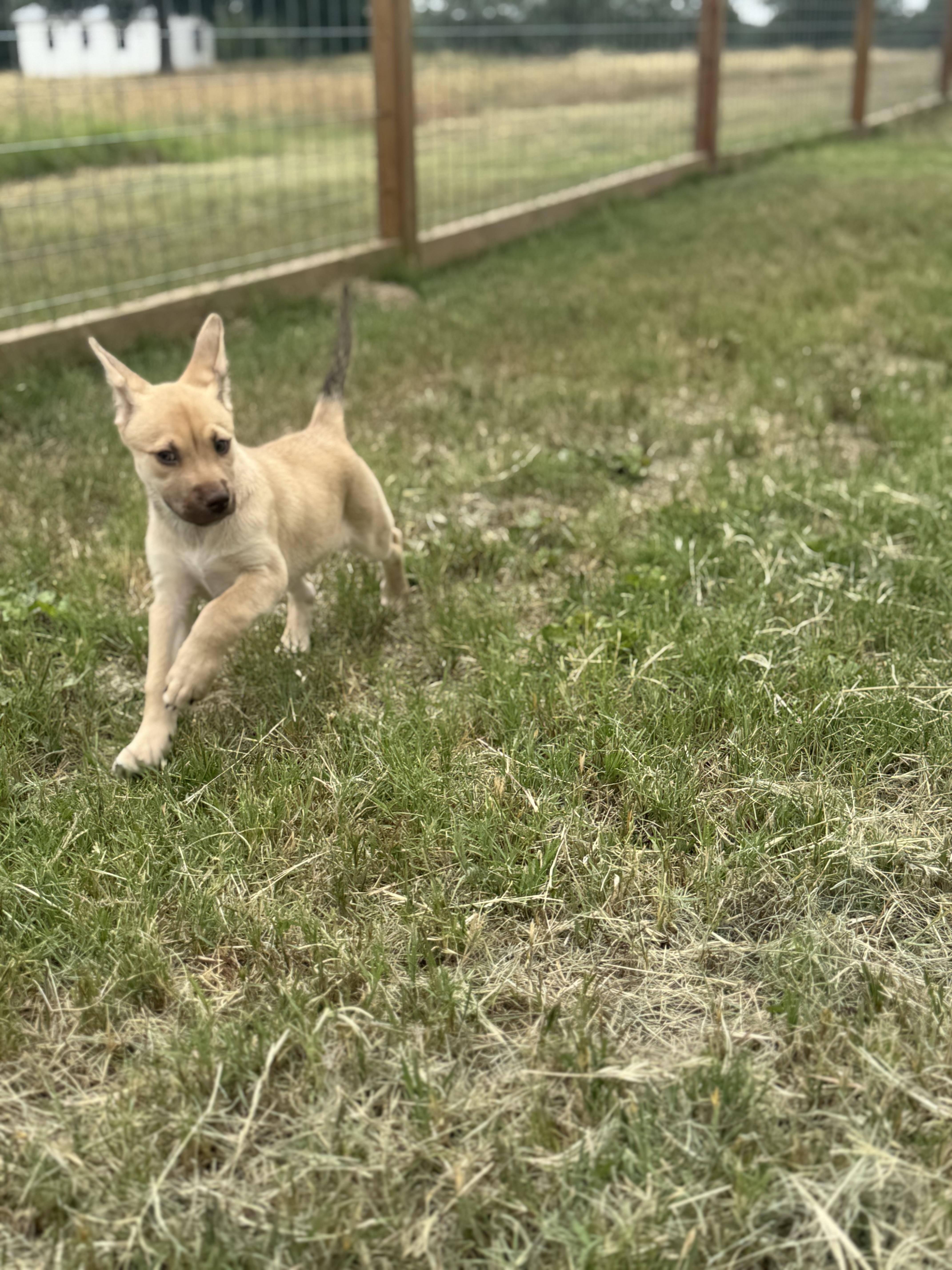 Cricket 6