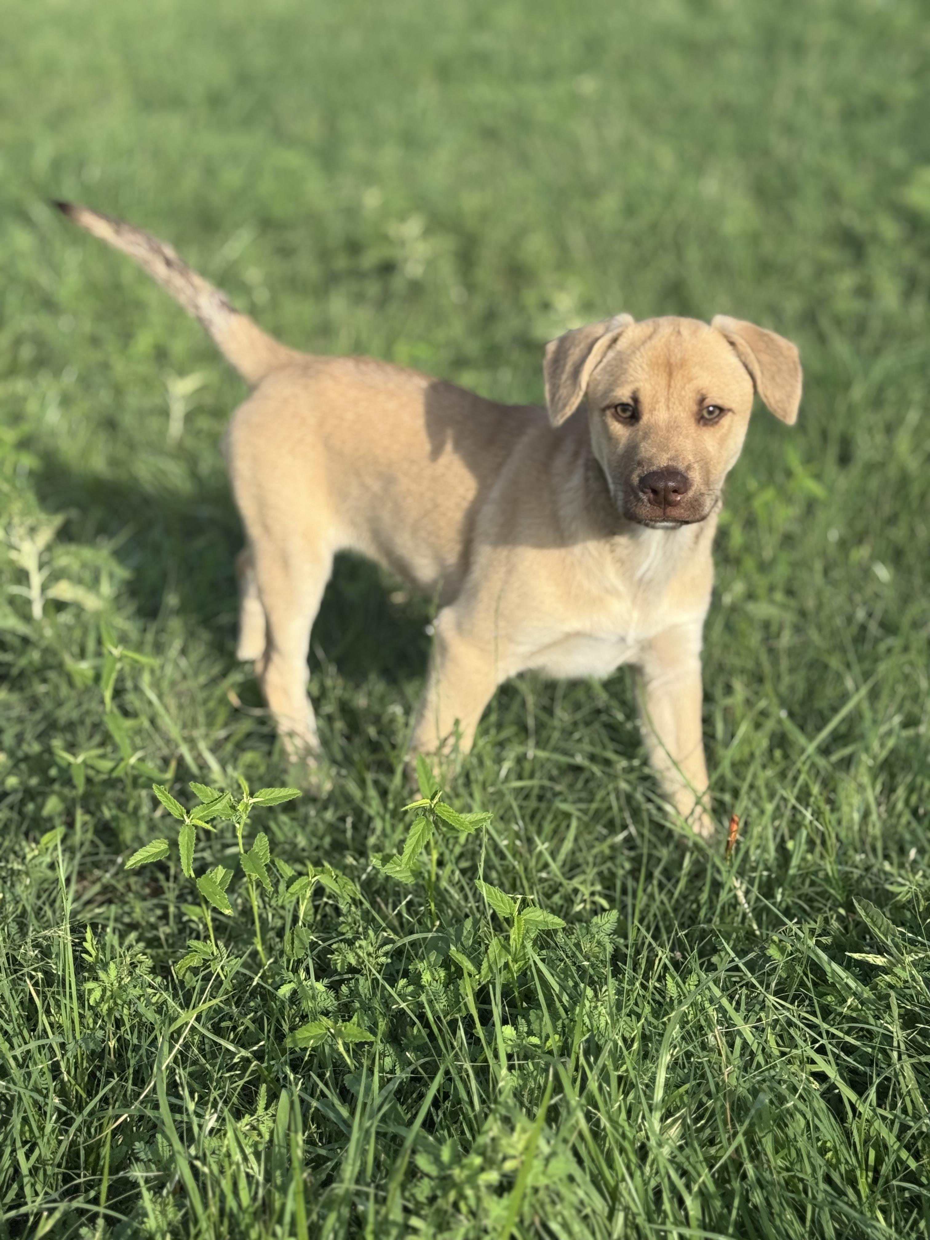 Cricket 5