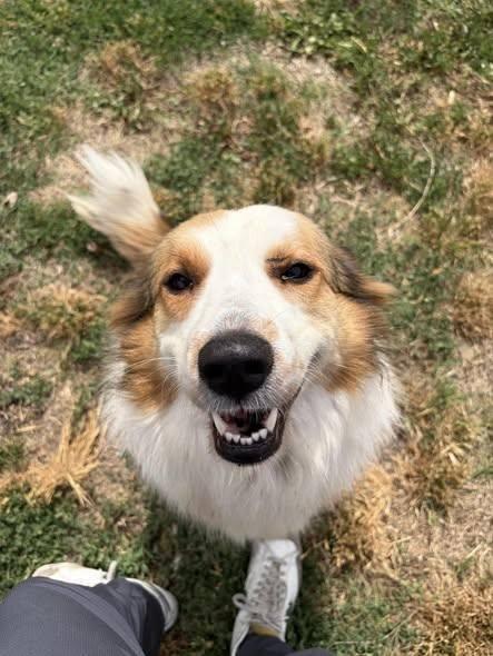 Enlarge Lorelei, an adopted mixed breed in McPherson, KS image 1/1
