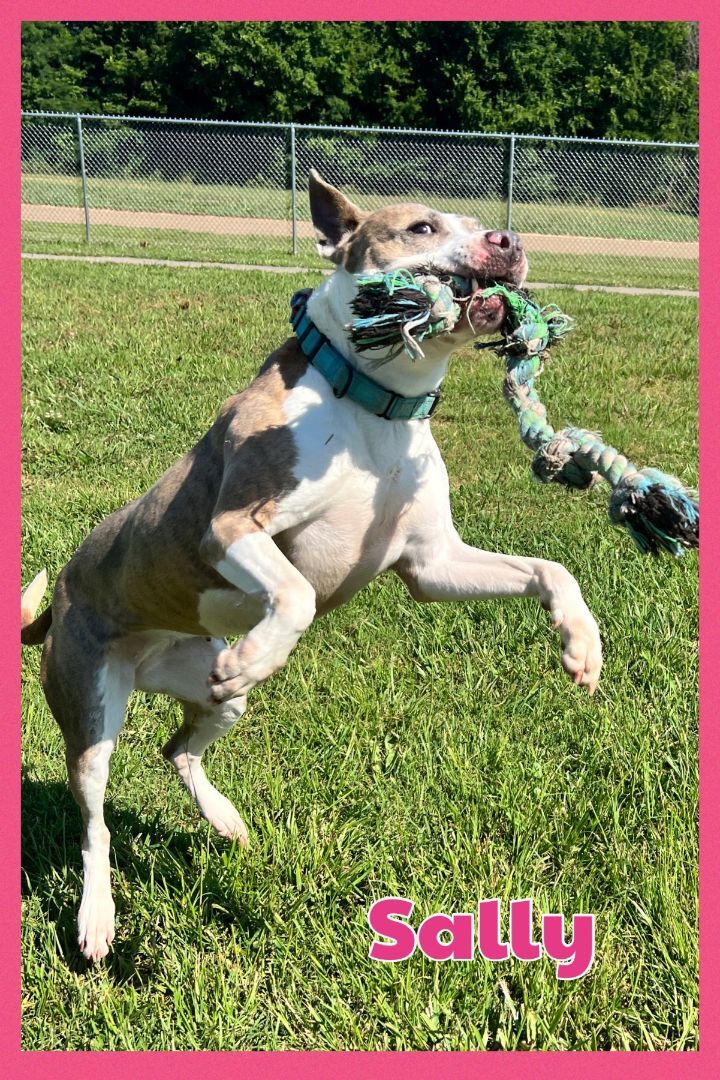 Enlarge Sally, a Adoptable mixed breed in Bolivar, TN image 8/12