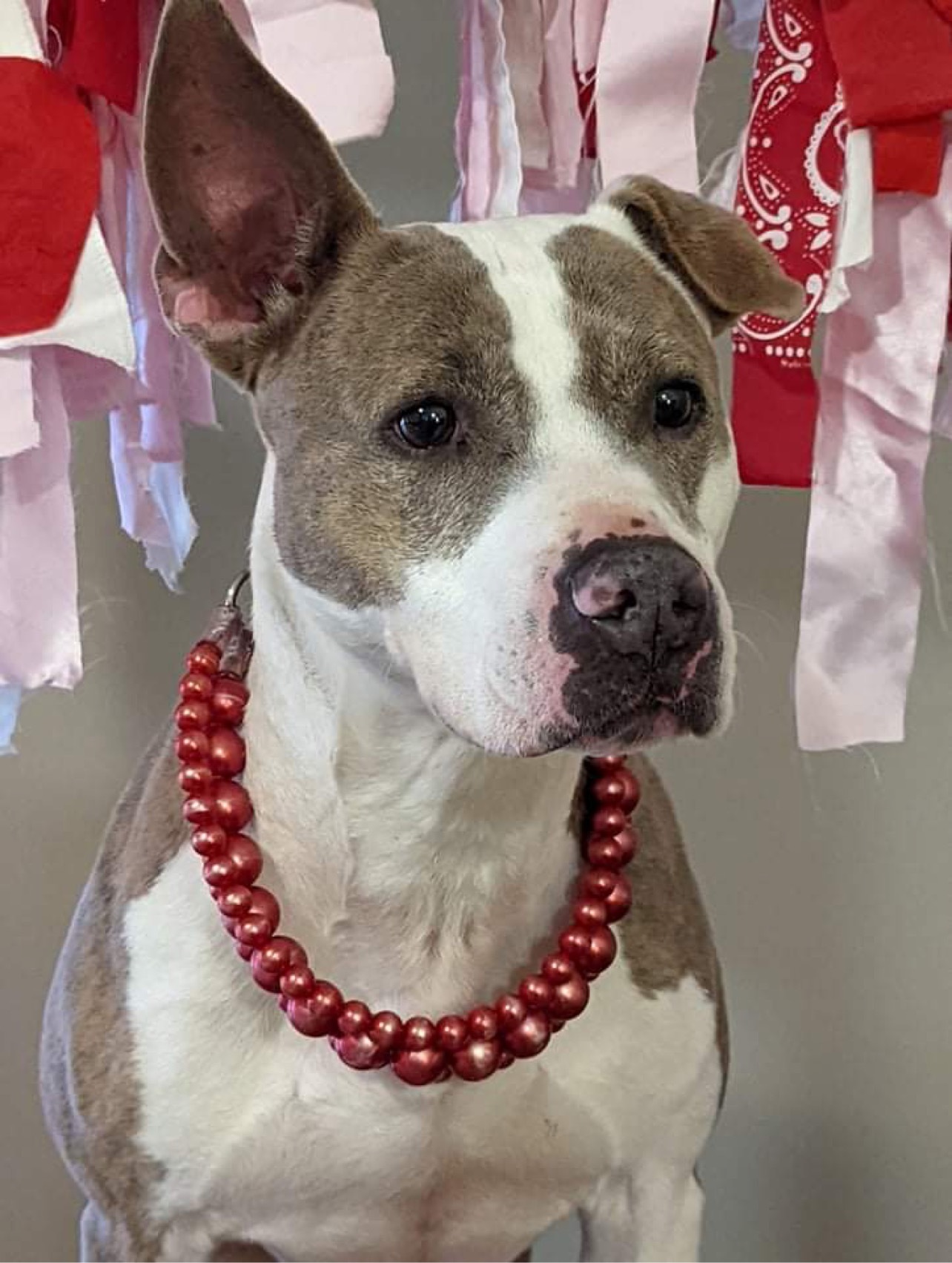 Sally, a Adoptable mixed breed in Bolivar, TN image 1/12