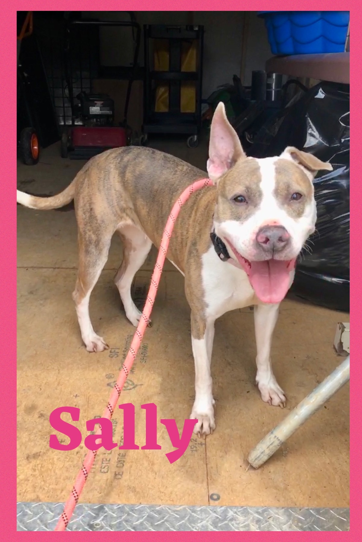 Enlarge Sally, a Adoptable mixed breed in Bolivar, TN image 9/12