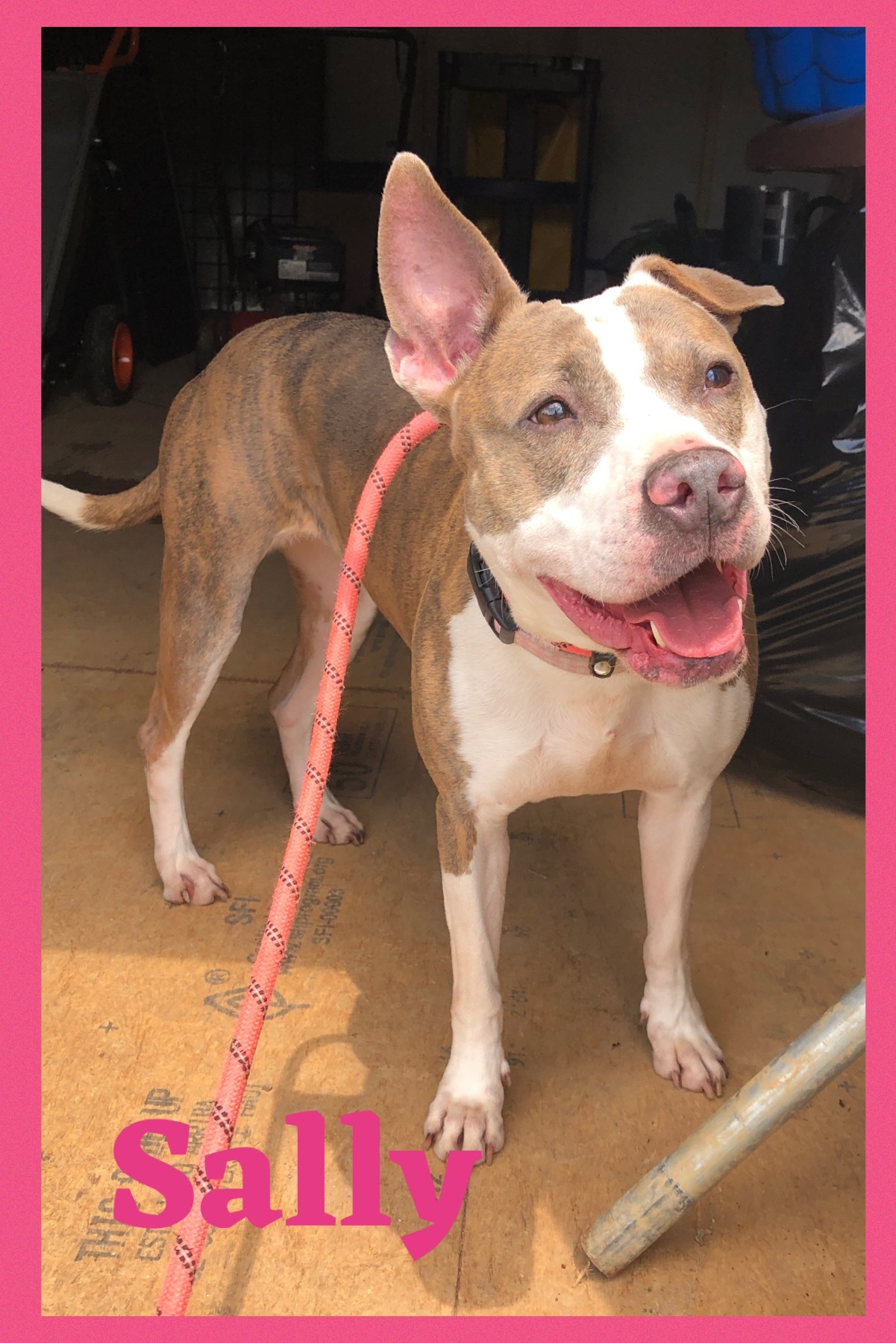 Enlarge Sally, a Adoptable mixed breed in Bolivar, TN image 10/12